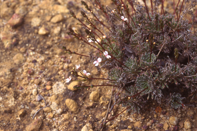 APII jpeg image of Stylidium coroniforme  © contact APII