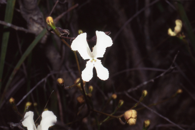 APII jpeg image of Stylidium caricifolium  © contact APII