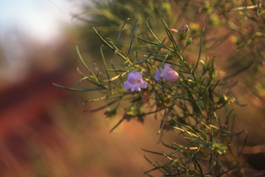 APII jpeg image of Eremophila gibsonii  © contact APII