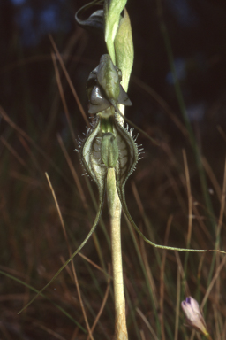 APII jpeg image of Pterostylis planulata  © contact APII