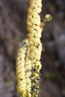 APII jpeg image of Acacia hastulata  © contact APII