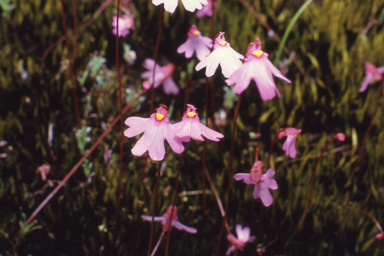 APII jpeg image of Utricularia multifida  © contact APII