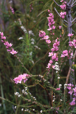 APII jpeg image of Boronia stricta  © contact APII