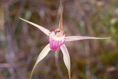 APII jpeg image of Caladenia interjacens  © contact APII