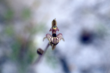 APII jpeg image of Caladenia cairnsiana  © contact APII