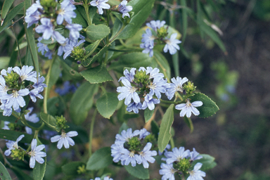 APII jpeg image of Scaevola nitida  © contact APII