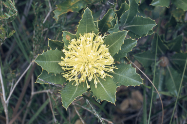 APII jpeg image of Banksia ilicifolia  © contact APII