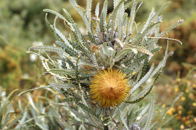 APII jpeg image of Banksia formosa  © contact APII