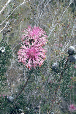 APII jpeg image of Isopogon formosus  © contact APII