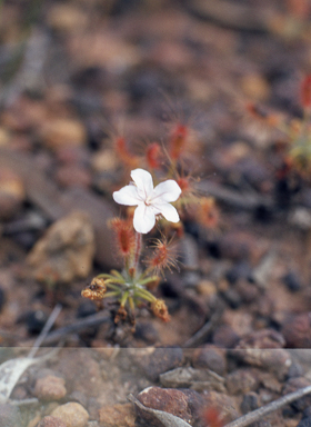 APII jpeg image of Drosera scorpioides  © contact APII