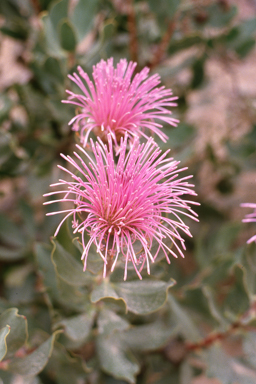 APII jpeg image of Isopogon latifolius  © contact APII