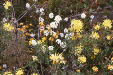 APII jpeg image of Petrophile divaricata  © contact APII