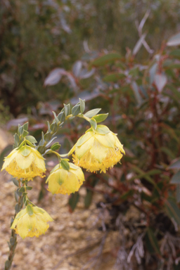 APII jpeg image of Pimelea sulphurea  © contact APII