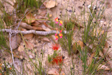 APII jpeg image of Chorizema glycinifolium  © contact APII