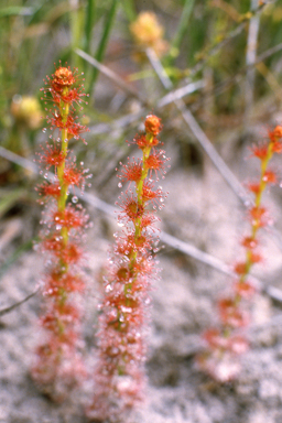 APII jpeg image of Drosera platypoda  © contact APII