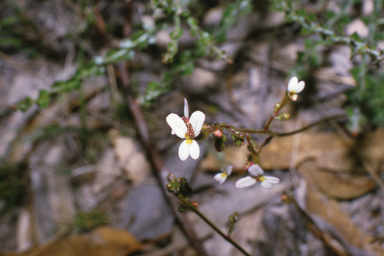 APII jpeg image of Stylidium piliferum  © contact APII