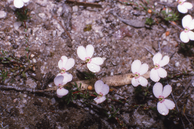 APII jpeg image of Stylidium pingrupense  © contact APII