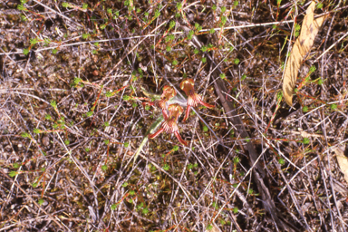 APII jpeg image of Caladenia multiclavia  © contact APII