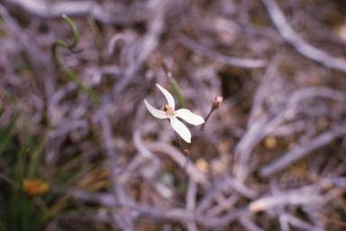 APII jpeg image of Stylidium petiolare  © contact APII