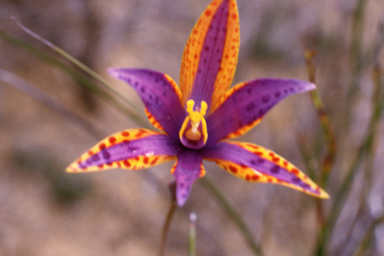 APII jpeg image of Thelymitra speciosa  © contact APII