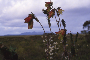 APII jpeg image of Pimelea physodes  © contact APII