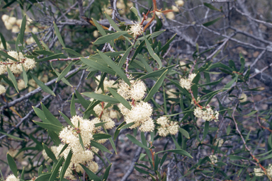 APII jpeg image of Hakea nitida  © contact APII