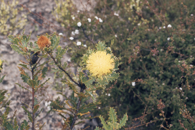 APII jpeg image of Banksia heliantha  © contact APII