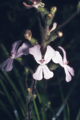 APII jpeg image of Stylidium pilosum  © contact APII