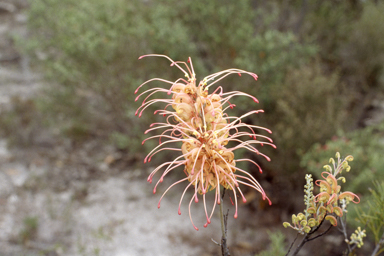 APII jpeg image of Grevillea plurijuga subsp. plurijuga  © contact APII