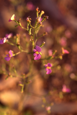 APII jpeg image of Stylidium inaequipetalum  © contact APII