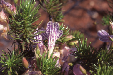 APII jpeg image of Eremophila abietina  © contact APII