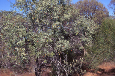 APII jpeg image of Santalum acuminatum  © contact APII