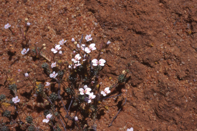 APII jpeg image of Stylidium warriedarense  © contact APII