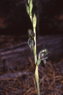 APII jpeg image of Pterostylis roensis  © contact APII