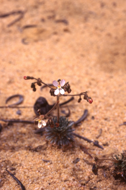 APII jpeg image of Stylidium arenicola  © contact APII