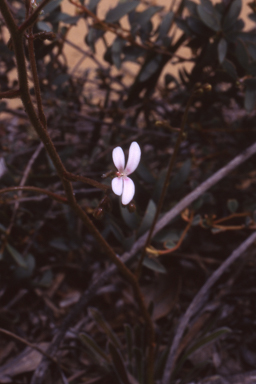 APII jpeg image of Stylidium limbatum  © contact APII