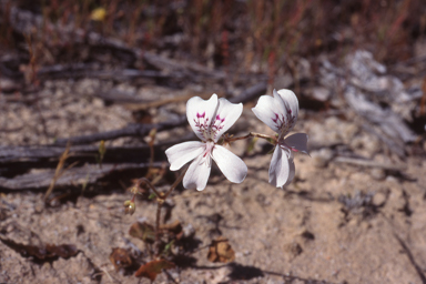 APII jpeg image of Pelargonium havlasae  © contact APII