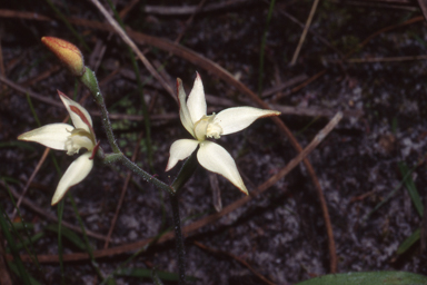 APII jpeg image of Caladenia marginata  © contact APII