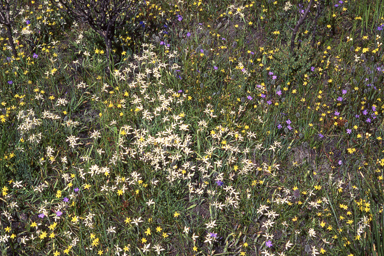 APII jpeg image of Caladenia marginata  © contact APII