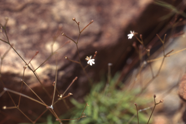 APII jpeg image of Stylidium stenophyllum  © contact APII