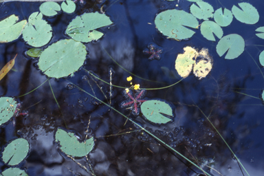 APII jpeg image of Utricularia muelleri  © contact APII