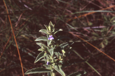 APII jpeg image of Stemodia lythrifolia  © contact APII