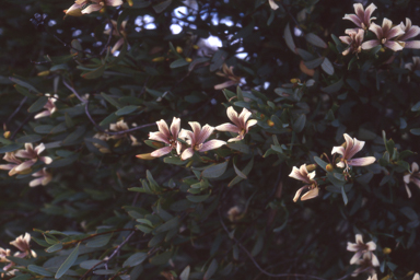 APII jpeg image of Marianthus bicolor  © contact APII