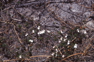 APII jpeg image of Stylidium repens  © contact APII