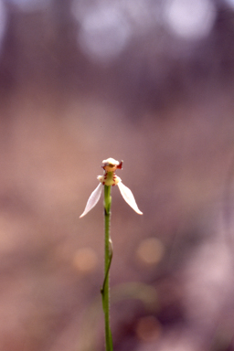 APII jpeg image of Eriochilus dilatatus subsp. undulatus  © contact APII