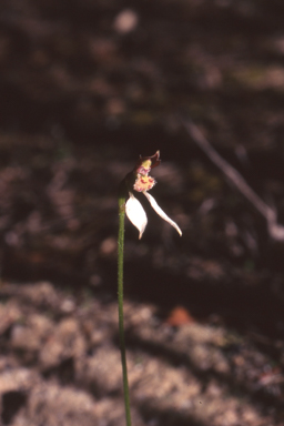 APII jpeg image of Eriochilus dilatatus subsp. undulatus  © contact APII