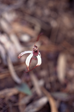 APII jpeg image of Caladenia drummondii  © contact APII