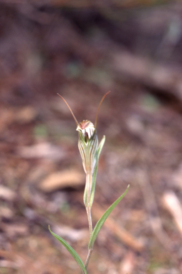 APII jpeg image of Pterostylis scabra  © contact APII