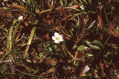 APII jpeg image of Drosera arcturi  © contact APII