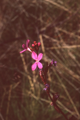 APII jpeg image of Stylidium montanum  © contact APII